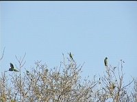 Rose ringed parakeet